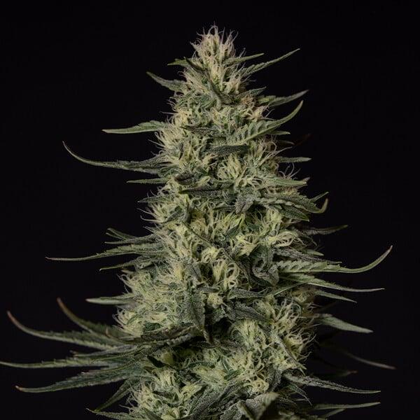 Samen 3x Punch Pie feminisiert Royalqueenseeds